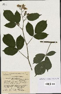 spécimen de Rubus insericatus