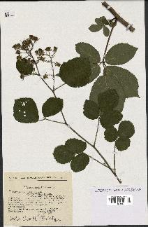 spécimen de Rubus pallidus