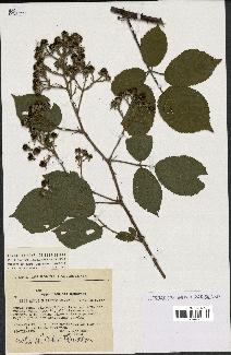 spécimen de Rubus pallidus