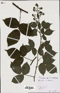 spécimen de Rubus hirtus