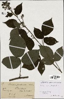 spécimen de Rubus hirtus