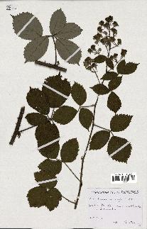 spécimen de Rubus melanoxylon