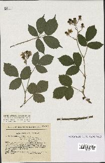 spécimen de Rubus obscurus