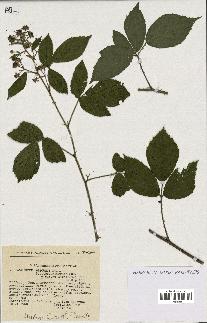 spécimen de Rubus obscurus