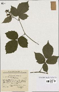 spécimen de Rubus serpens