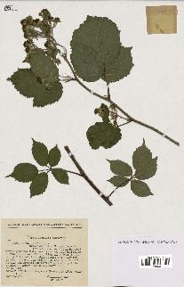 spécimen de Rubus hirtus