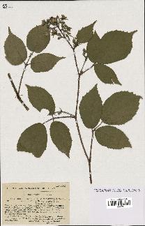 spécimen de Rubus hirtus