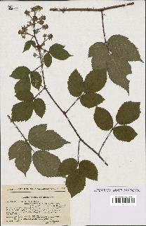 spécimen de Rubus hirtus