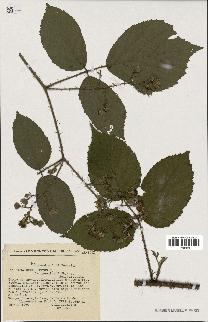 spécimen de Rubus hirtus