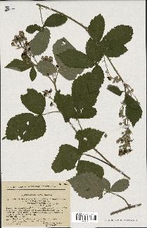 spécimen de Rubus tomentosus