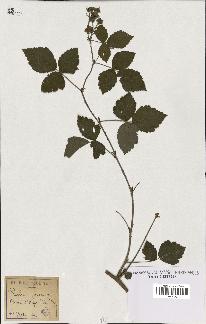 spécimen de Rubus caesius