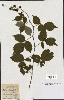 spécimen de Rubus villicaulis