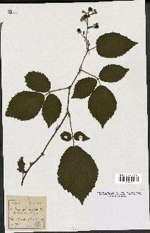 spécimen de Rubus foliosus