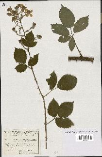 spécimen de Rubus thyrsoideus