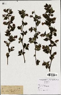 spécimen de Rubus sp.