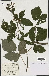 spécimen de Rubus thyrsoideus