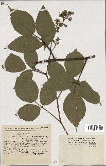 spécimen de Rubus hirtus