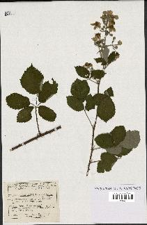 spécimen de Rubus alterniflorus