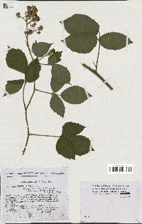 spécimen de Rubus hirtus