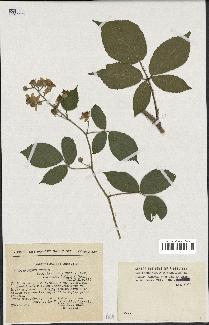 spécimen de Rubus hirtus