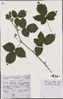 spécimen de Rubus pallidus