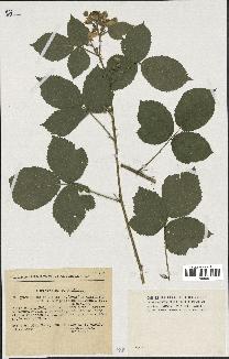 spécimen de Rubus pallidus