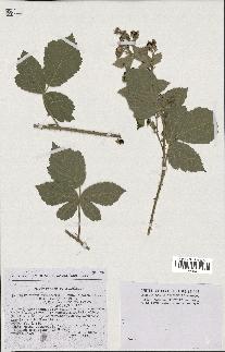 spécimen de Rubus tomentosus