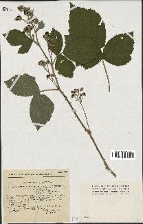 spécimen de Rubus tomentosus