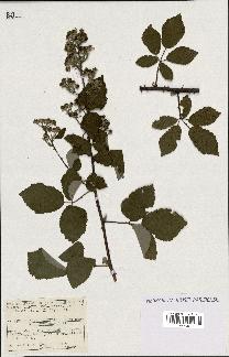 spécimen de Rubus ulmifolius