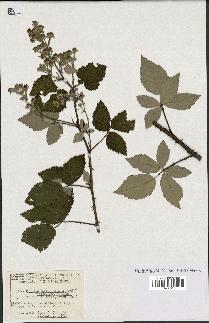 spécimen de Rubus ulmifolius x tomentosus