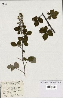 spécimen de Rubus ulmifolius