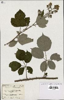 spécimen de Rubus macrostachys