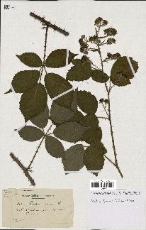 spécimen de Rubus fuscus