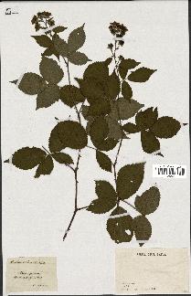 spécimen de Rubus sulcatus