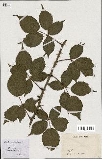 spécimen de Rubus sulcatus