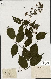 spécimen de Rubus foliosus