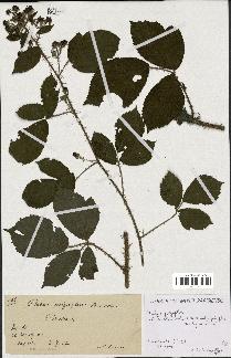 spécimen de Rubus polyoplon