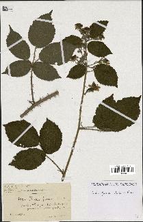 spécimen de Rubus fuscus