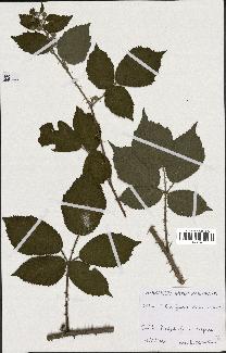 spécimen de Rubus fuscus