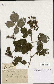 spécimen de Rubus oplothyrsus