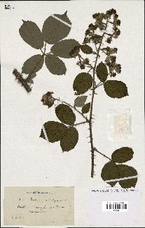 spécimen de Rubus apiculatiformis