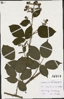 spécimen de Rubus fuscus