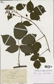 spécimen de Rubus fuscus