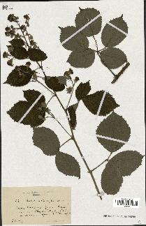 spécimen de Rubus melanoxylon