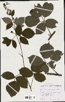 spécimen de Rubus melanoxylon