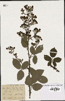 spécimen de Rubus hirsutus