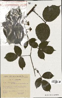 spécimen de Rubus hirtus