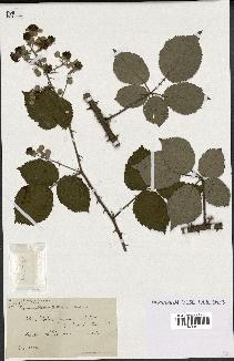 spécimen de Rubus procerus