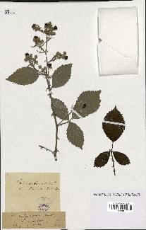 spécimen de Rubus pubescens