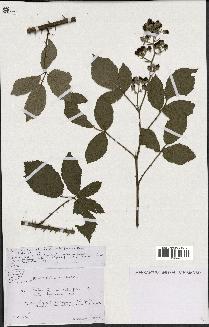 spécimen de Rubus questieri x ulmifolius